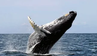 El cambio climático amenaza la supervivencia de la ballena franca