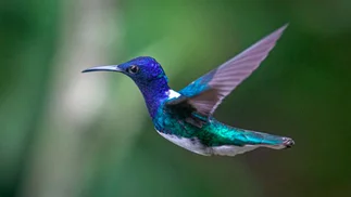 Por qué aves de la Amazonia cambiaron el volumen de su cuerpo