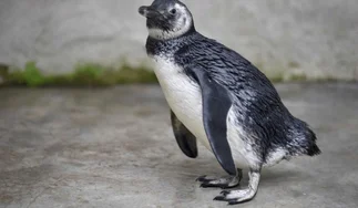 Hinchas de fútbol quisieron entrar a la cancha con un pingüino