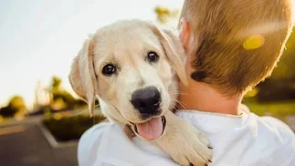 Para dueños de perros y gatos: cómo funciona la página web clave para porteños con mascota