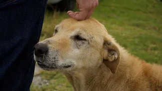 Régimen de visitas para mascotas: ¿con quién se queda el perro?