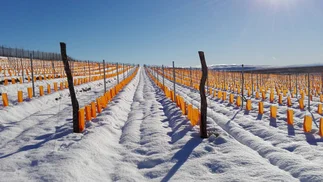 Novedad clave para los vinos argentinos más australes del mundo