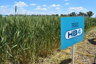 Bioceres Sessions: Bioceres presentó en Victoria sus variedades de trigo y tecnología HB4