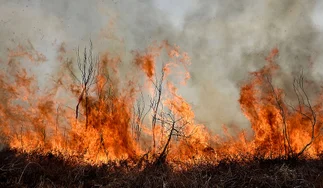 Por qué hay incendios forestales en la Argentina