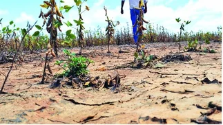 Amplían la emergencia agropecuaria en tres provincias y habilitan alivio fiscal y créditos