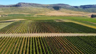 En Balcarce ahora se hacen vinos: cómo son y cuánto cuestan