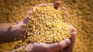 BASF lanza en Argentina una soja transgénica y vuelve la polémica por el glifosato
