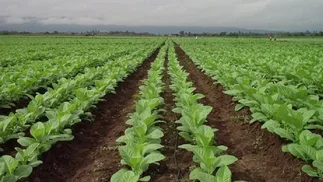 Tabacaleros cuestionan la inacción ante el no pago de impuestos