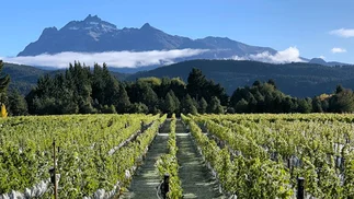 8 increíbles vinos para descubrir Chubut, la joya de la Patagonia