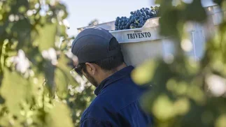 ¿Cómo serán los vinos tintos y blancos cosecha 2023?