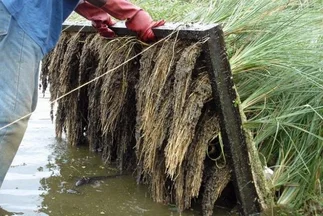 Una planta 'mágica' permite descontaminar suelos a bajo costo