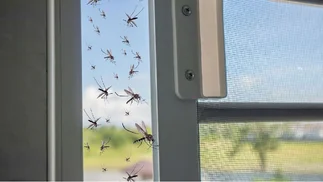 Alerta por invasión de mosquitos: qué enfermedad transmiten