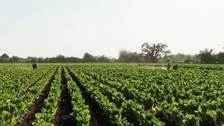Cadena de valor sector tabacalero respalda reformas impositivas