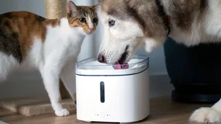 Cómo ahorrar plata en el cuidado de las mascotas con estas tecnologías