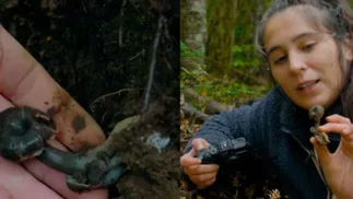 Científicos hallan hongo desaparecido y DiCaprio lo celebró en redes