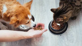 Esta empresa ofrece licencia a sus empleados que adopten una mascota