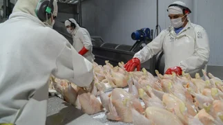 OMS confirmó la primera muerte humana por un nuevo tipo de gripe aviar