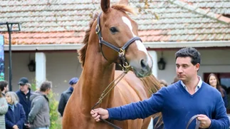 Muestra de Padrillos Pura Sangre del Haras El Mallín