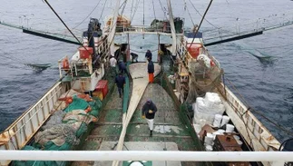 La Justicia investiga el curro de la pesca: coimas millonarias y monopolio