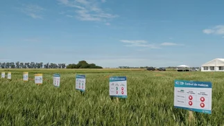 El USDA autorizó el cultivo de Trigo HB4®️ en EE.UU