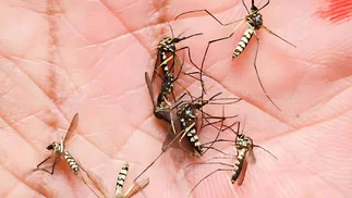 ANMAT prohibió marca de tabletas y espirales contra mosquitos por ser peligroso