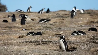 Condenaron a un empresario que aplastó con una topadora a pingüinos en Punta Tombo