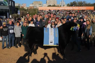 El toro Centenario sumó nuevos premios internacionales