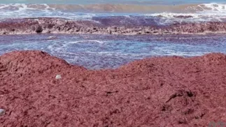 Por qué se tiñó de rojo el mar en las playas del sur en Mar del Plata