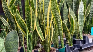Cuatro opciones de plantas para transformar el interior de tu casa