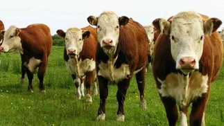 Una diputada provincial bonaerense propuso un impuesto a la emisión de gases de las vacas