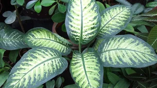 Cuatro plantas que son tóxicas y con las que hay que tener cuidado