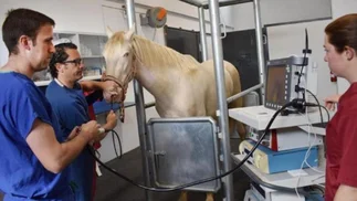 Hospital de alta complejidad para caballos, en peligro: necesitan ayuda para salvarlo