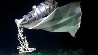 Hallaron una bolsa de plástico con letras chinas en la costa de Mar del Plata
