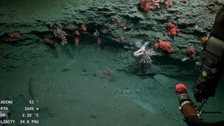 CONICET prepara nueva expedición al océano profundo en la costa argentina: cuándo sería