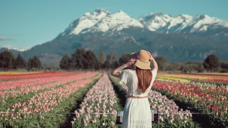 El mejor pueblo argentino para visitar el próximo finde largo: espectáculo de tulipanes