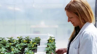 Científica argentina busca crear cultivos a prueba de olas de calor y gana un premio