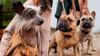 Los perros cada vez son más feos, y la ciencia explica por qué eso gusta