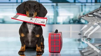 Las mascotas podrán viajar en trenes y micros de larga distancia: los nuevos requisitos