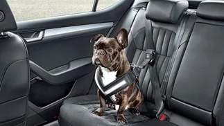 Perros y gatos en vacaciones: claves para un viaje seguro y sin multas