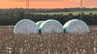 Otra importante empresa agropecuaria se encuentra al borde del default: los motivos