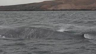 'Era gigante': avistan por primera vez una ballena azul en la costa de Chubut