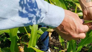 El plan de la compañía agroindustrial más importante para convertirse en gestor de carbono