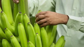 Inédito: crearon una banana que no se oxida ni se pudre y llegará a la región