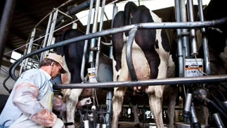 Impacto del bienestar animal en tambos en los tres pilares de la sustentabilidad