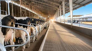 El tambo más avanzado de la región es argentino: 6000 vacas ordeñadas por 100 robots