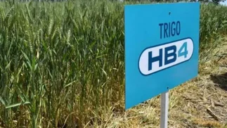 Bombazo en el agro: aseguran que el trigo transgénico argentino no resiste la sequía
