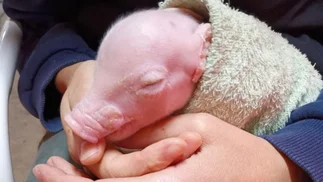 Hito mundial argentino: nació cerdo modificado genéticamente para trasplantes humanos