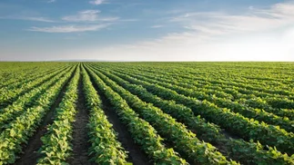 BASF lanzará nueva soja transgénica y crece la polémica por uso de herbicidas tóxicos