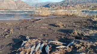 Barrick genera alerta en San Juan por la curiosa muerte de miles de peces