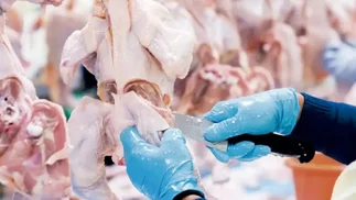 La carne aviar recupera el acceso a Europa con beneficios arancelarios
